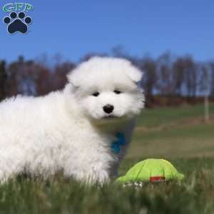 Simon, Samoyed Puppy